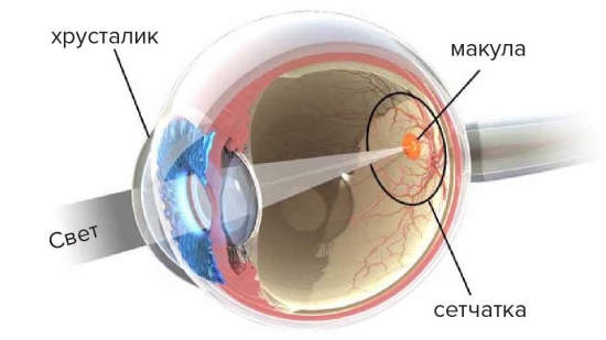 Возрастная дегенерация сетчатки